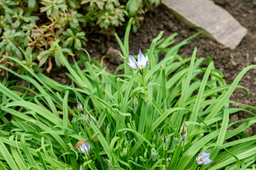 Springstar or Ipheion Uniflorum plant in Saint Gallen in Switzerland 20.2.2025