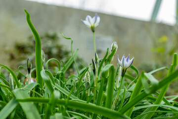 Springstar or Ipheion Uniflorum plant in Saint Gallen in Switzerland 20.2.2025