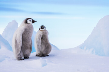 Wonderful moments in Antarctica in the middle of Emperor penguin colony. Nice to see so many chicks and families in many kind of weather.