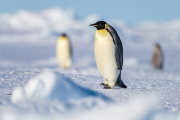 Fototapeta premium Wonderful moments in Antarctica in the middle of Emperor penguin colony. Nice to see so many chicks and families in many kind of weather.