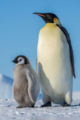 Wonderful moments in Antarctica in the middle of Emperor penguin colony. Nice to see so many chicks and families in many kind of weather.