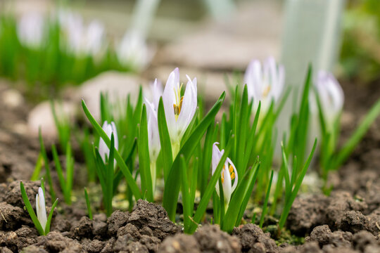 Merendera Sobolifera plant in Saint Gallen in Switzerland 20.2.2025