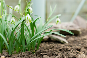 Snowdrop or Galanthus Nivalis var Scharlockii plant in Saint Gallen in Switzerland 20.2.2025