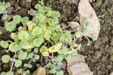Cymbalaria Pilosa plant in Saint Gallen in Switzerland 20.2.2025