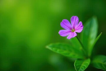 Solitary purple flower amidst vibrant green foliage , spring, wildflower, green