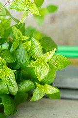 Convolvulus Siculus Agrestis plant in Saint Gallen in Switzerland 20.2.2025