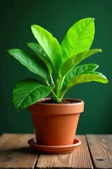 Fototapeta premium Vibrant green leaves, terracotta pot, wooden table, still life, object