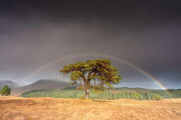 Scotland Highlands Rainbow Landscape.
The enchanting Scotland Highlands landscape is beautifully captured in this photograph, featuring a striking Scots pine tree and a vibrant rainbow.