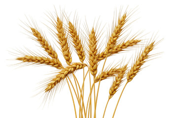 Fototapeta premium Golden Wheat Ears isolated on white or transparent png background