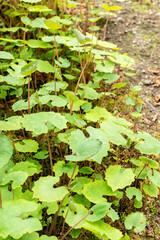 Eomecon Chionantha plant in Saint Gallen in Switzerland 20.2.2025