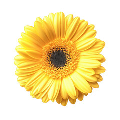 Fototapeta premium vibrant yellow flower with numerous petals radiating from a central dark disc. showcasing its natural beauty and inviting a sense of cheerfulness and warmth the clean white background emphasizes the f