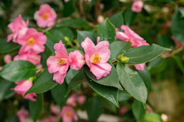 Camellia cornish spring plant in Saint Gallen in Switzerland 20.2.2025