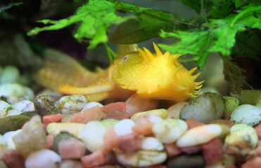 Aquarium fish yellow ancistrus albino lies on the bottom of the aquarium under plants, selective focus, horizontal orientation.