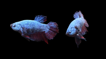 Aquarium fighting fish males (Betta splendens) isolated on black background, selective focus, horizontal orientation.