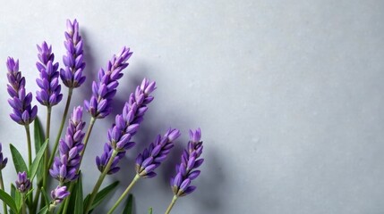 Fototapeta premium Aromatic Lavender Blossoms on a Smooth Surface A Close-Up View of Delicate Purple Flowers