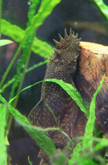 Aquarium fish Ancistrus vulgaris hanging on a rock under plants, selective focus, vertical orientation.