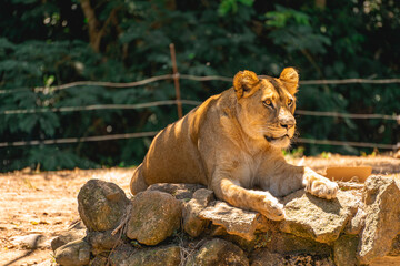 A beautiful female lion laying down in the sun. In the Zoo in Sao Paulo, Brazil.