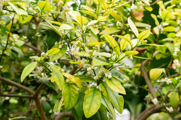 Obraz premium Citrus Sinensis plant in Saint Gallen in Switzerland 20.2.2025