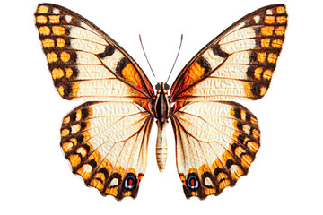 A colorful butterfly perched gracefully, showcasing its wings.