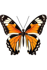 A stunning butterfly showcasing vibrant orange and black wings.