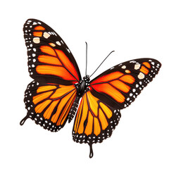 Fototapeta premium A vibrant monarch butterfly perched gracefully in nature.