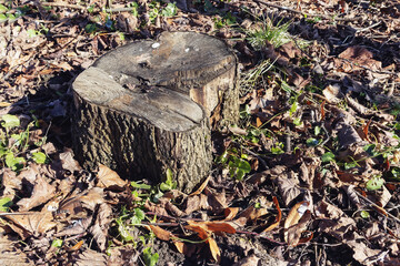 A tree stump in autumn in the park among fallen leaves