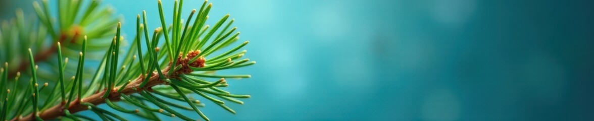 Fototapeta premium Close-up of pine branch against azure Sharp focus on needles , detail, image