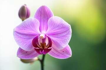 Delicate purple butterfly orchid, isolated on white , vibrant colors, detail, wildlife