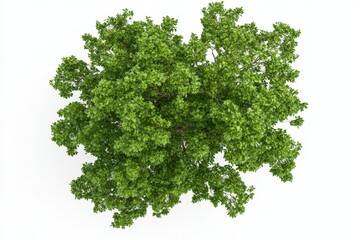 Fototapeta premium Aerial view of a lush, green tree showcasing dense foliage against a white background.