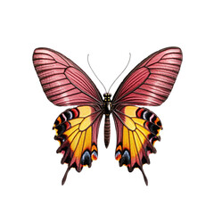 Fototapeta premium Vibrant butterfly showcasing stunning colorful wings.