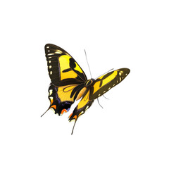 Fototapeta premium Yellow and Black Butterfly in Flight, Isolated on White Background