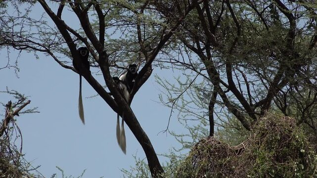 Three shy mantled guereza monkeys watch carefully from a tree in the desert of the Omo Valley in South Ethiopia Africa
