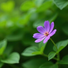 Solitary purple bloom nestled in vibrant green foliage, simple, flora, green
