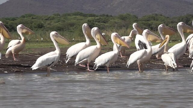 Slow motion of pelicans walking on island in Nechisar national park in Ethiopia
