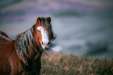 horse in the field