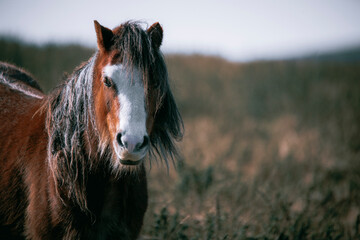 horse in the field