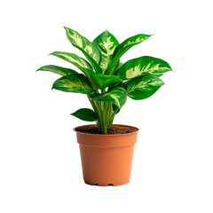 Small Potted Plant on White Background