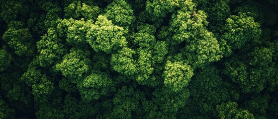 Naklejka premium Lush Green Forest Canopy from Above, Natural Landscape, Aerial View