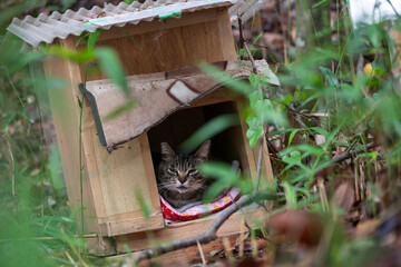 Street cat shelter placed in a park, providing a safe haven for stray cats.