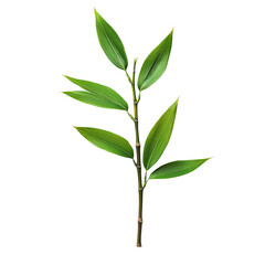 bamboo isolated on white background