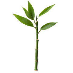 bamboo isolated on white background