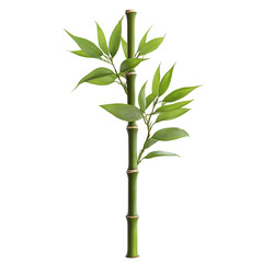 Fototapeta premium bamboo isolated on white background
