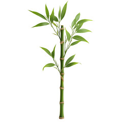 Fototapeta premium bamboo isolated on white background