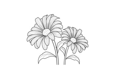 Beautiful black and white flowers. Linear vector illustration. Daisy, chamomile or aster drawn with lines