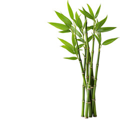 bamboo isolated on white background