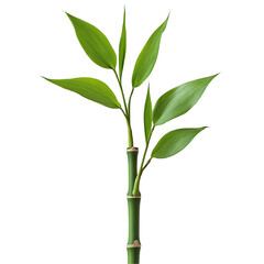 bamboo isolated on white background