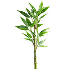 Obraz premium bamboo isolated on white background
