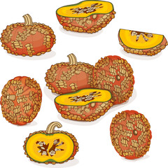Set of Galeux de Eysines Squash or French Warted Pumpkin. Winter squash. Cucurbita maxima. Vegetables. Clip art. Isolated vector illustration.