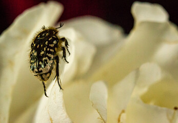 Shroud beetle on a petal. Oxythyrea