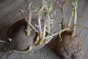 Brown potato tubers, potato sprouts on wooden background